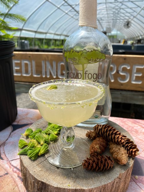 Drink The Conifer created by Sarah Shallenberger