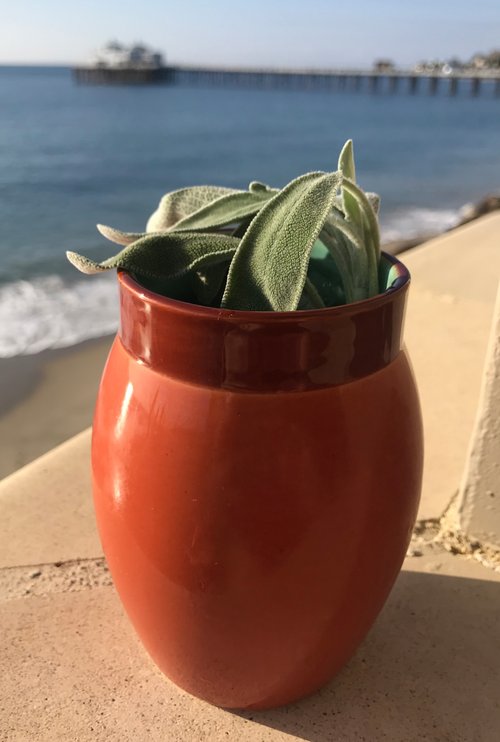 Drink Sidewinder Islander created by Josh Curtis